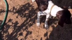 Heidi-Klum-Sexy-Bikini-Clip.mp4 thumbnail