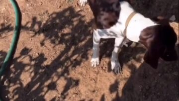 Heidi-Klum-Sexy-Bikini-Clip.mp4 thumbnail