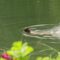 Cecile-de-France-Nude-Bonnard-Pierre-Marthe-2023.mp4 thumbnail